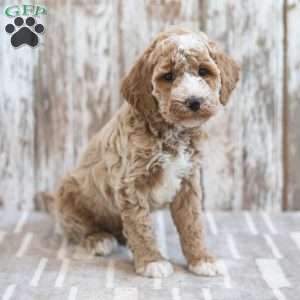 Hector, Mini Labradoodle Puppy
